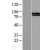 Western Blot: STAT6 Lysate [NBL1-16529] - Western Blot experiments.  Left-Control; Right -Over-expression Lysate for STAT6.